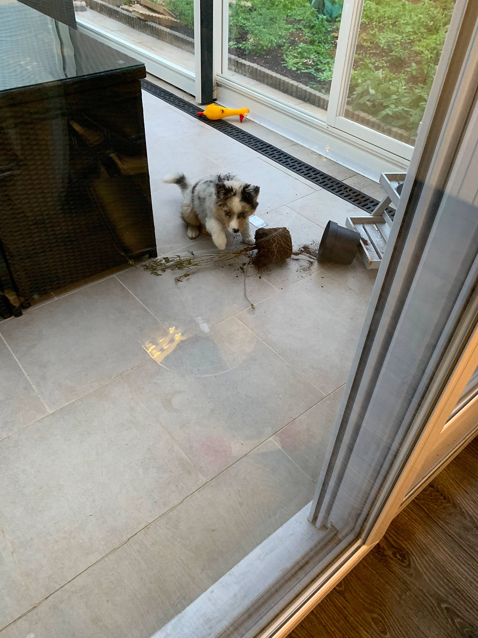 Payia participe au concours pour gagner de l'argent avec cette photo : canidae, carnivore, cat, companion_dog, dog, dog_breed, door, floor, flooring, hardwood, home, house, pembroke_welsh_corgi, porch, puppy, shetland_sheepdog, sporting_group, tile, window, yorkshire_terrier