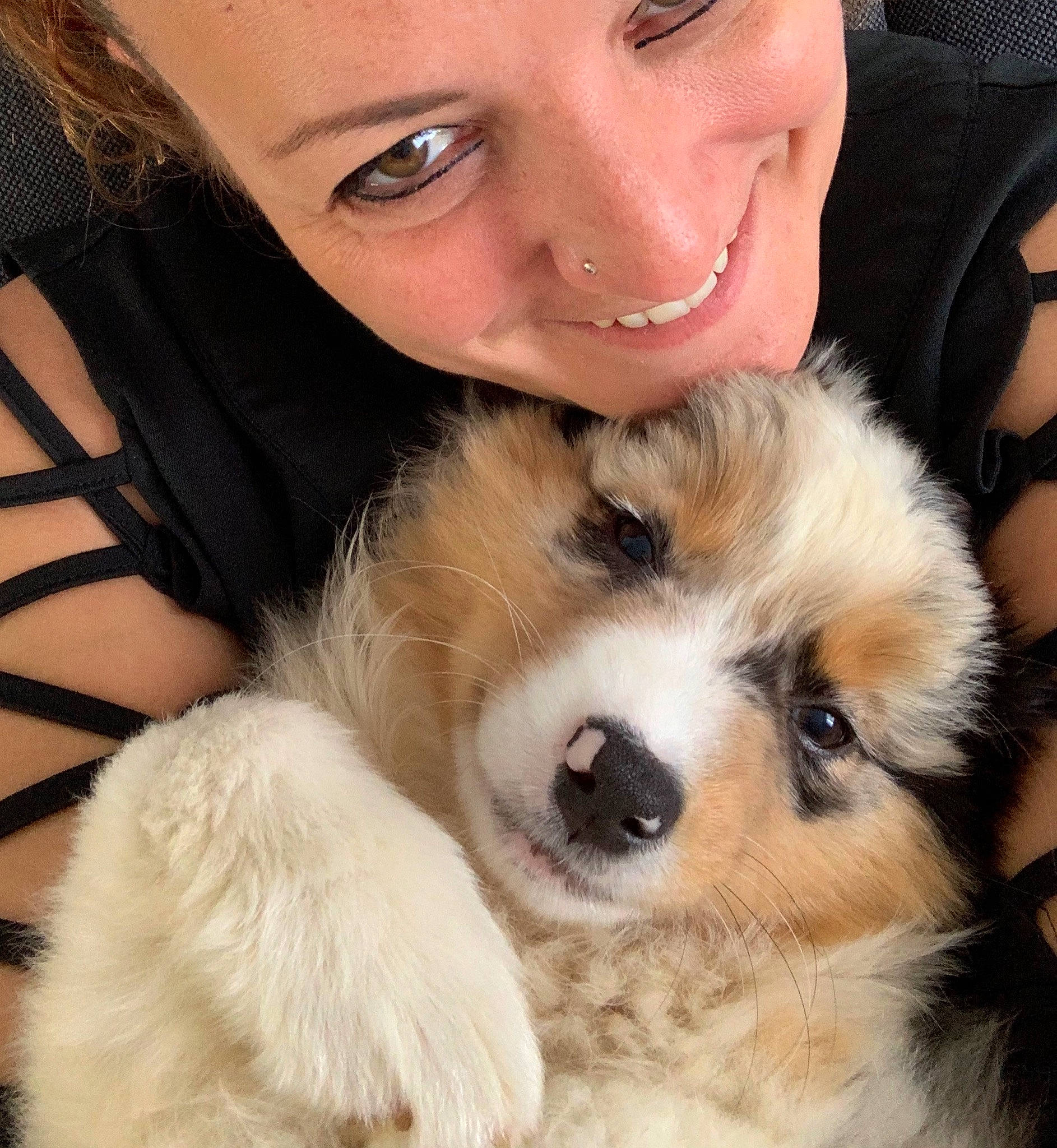 Payia a rejoint le concours — aidez-le/la à gagner de superbes lots ! australian_shepherd, canidae, carnivore, cavachon, companion_dog, dog, dog_breed, ear, eye, fur, iris, mammal, miniature_australian_shepherd, nose, puppy, puppy_love, skin, sporting_group, vertebrate