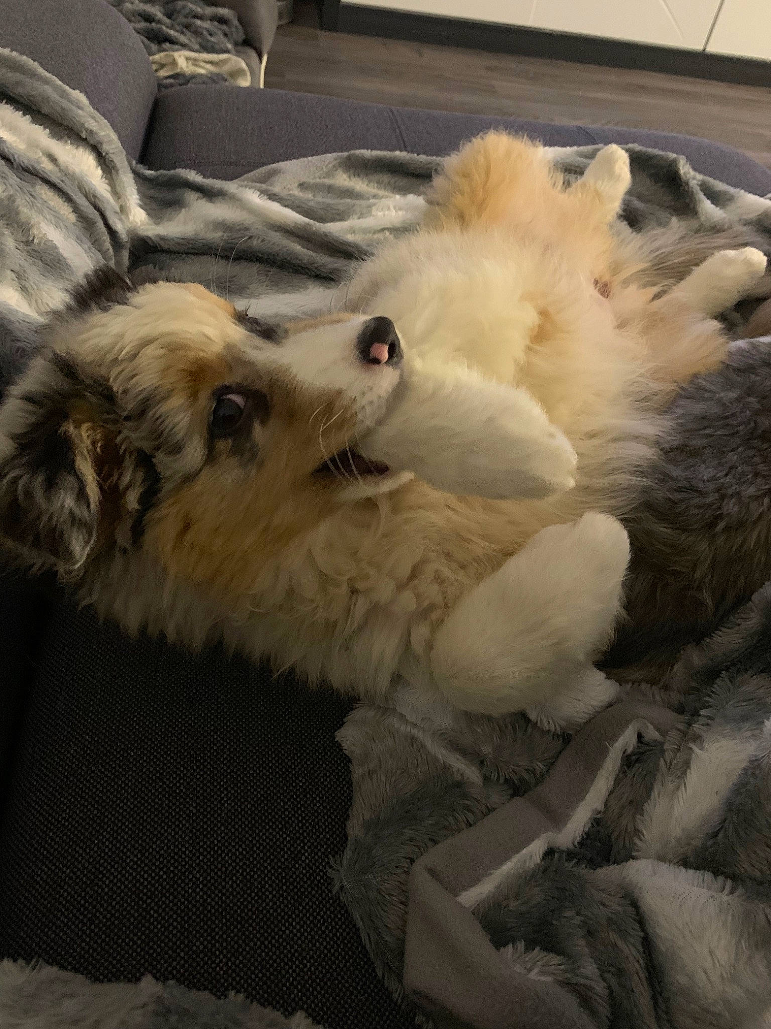 Payia a rejoint le concours — aidez-le/la à gagner de superbes lots ! canidae, carnivore, companion_dog, dog, dog_breed, fur, puppy