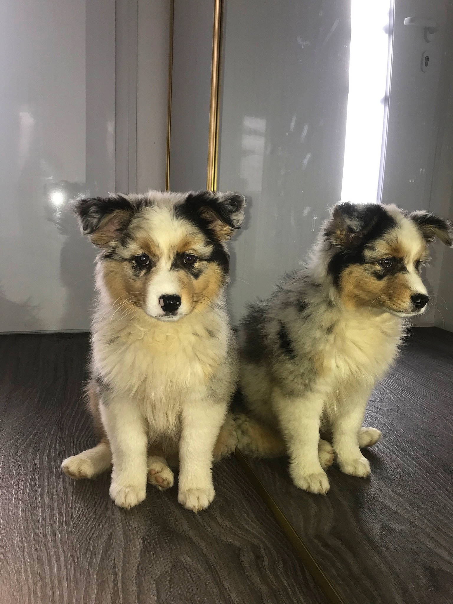 Payia a rejoint le concours — aidez-le/la à gagner de superbes lots ! ancient_dog_breeds, australian_collie, australian_shepherd, border_collie, canidae, carnivore, collie, companion_dog, dog, dog_breed, herding_dog, mammal, miniature_australian_shepherd, puppy, rare_breed_dog, scotch_collie, shetland_sheepdog, sporting_group, vertebrate, working_dog