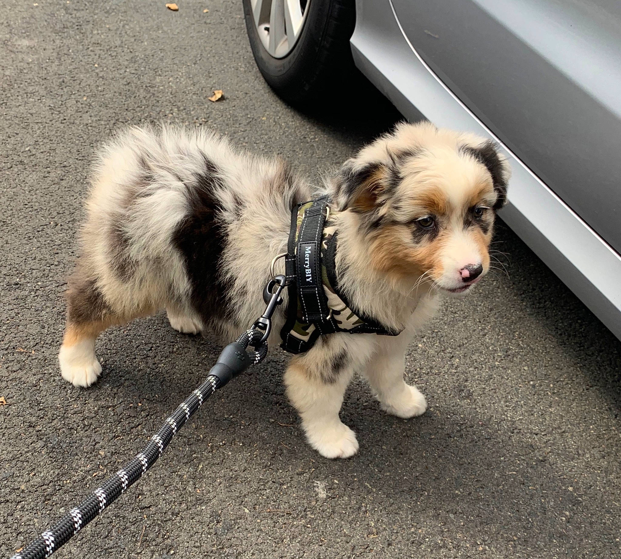 Payia a rejoint le concours — aidez-le/la à gagner de superbes lots ! australian_shepherd, canidae, carnivore, companion_dog, dog, dog_breed, elo, leash, mammal, miniature_australian_shepherd, puppy, puppy_love, sporting_group, tail, vehicle, working_dog