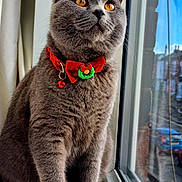 Max is registered to the contest to win money with this photo: cat, gray_cat, amber_eyes, bowtie, collar, bell, window, windowsill, reflection, indoor, pet, feline, closeup, portrait, animal, domestic_cat, fur, whiskers, sitting, curious