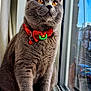 cat, gray_cat, amber_eyes, bowtie, collar, bell, window, windowsill, reflection, indoor, pet, feline, closeup, portrait, animal, domestic_cat, fur, whiskers, sitting, curious
