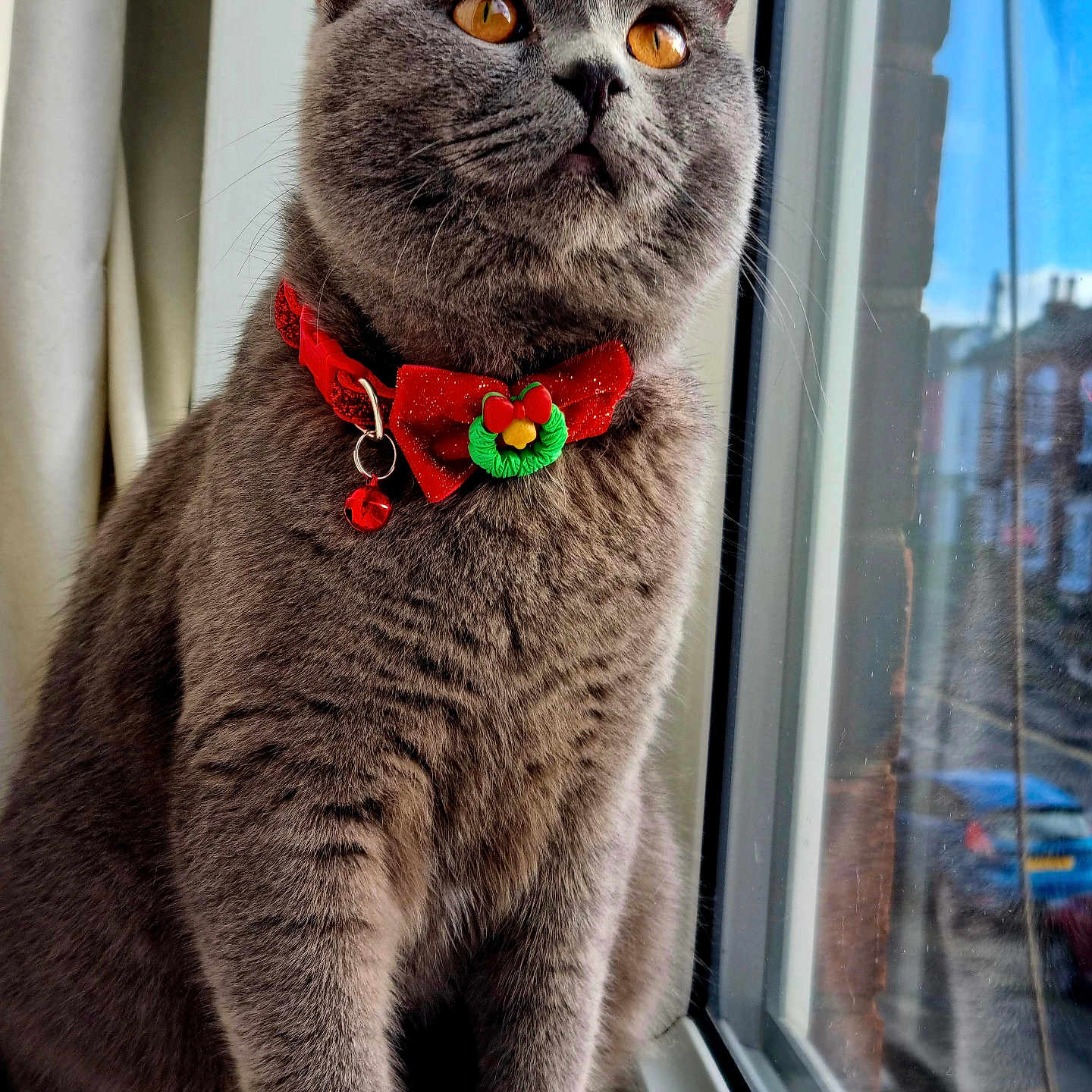 Max is registered to the contest to win money with this photo: amber_eyes, animal, bell, bowtie, cat, closeup, collar, curious, domestic_cat, feline, fur, gray_cat, indoor, pet, portrait, reflection, sitting, whiskers, window, windowsill