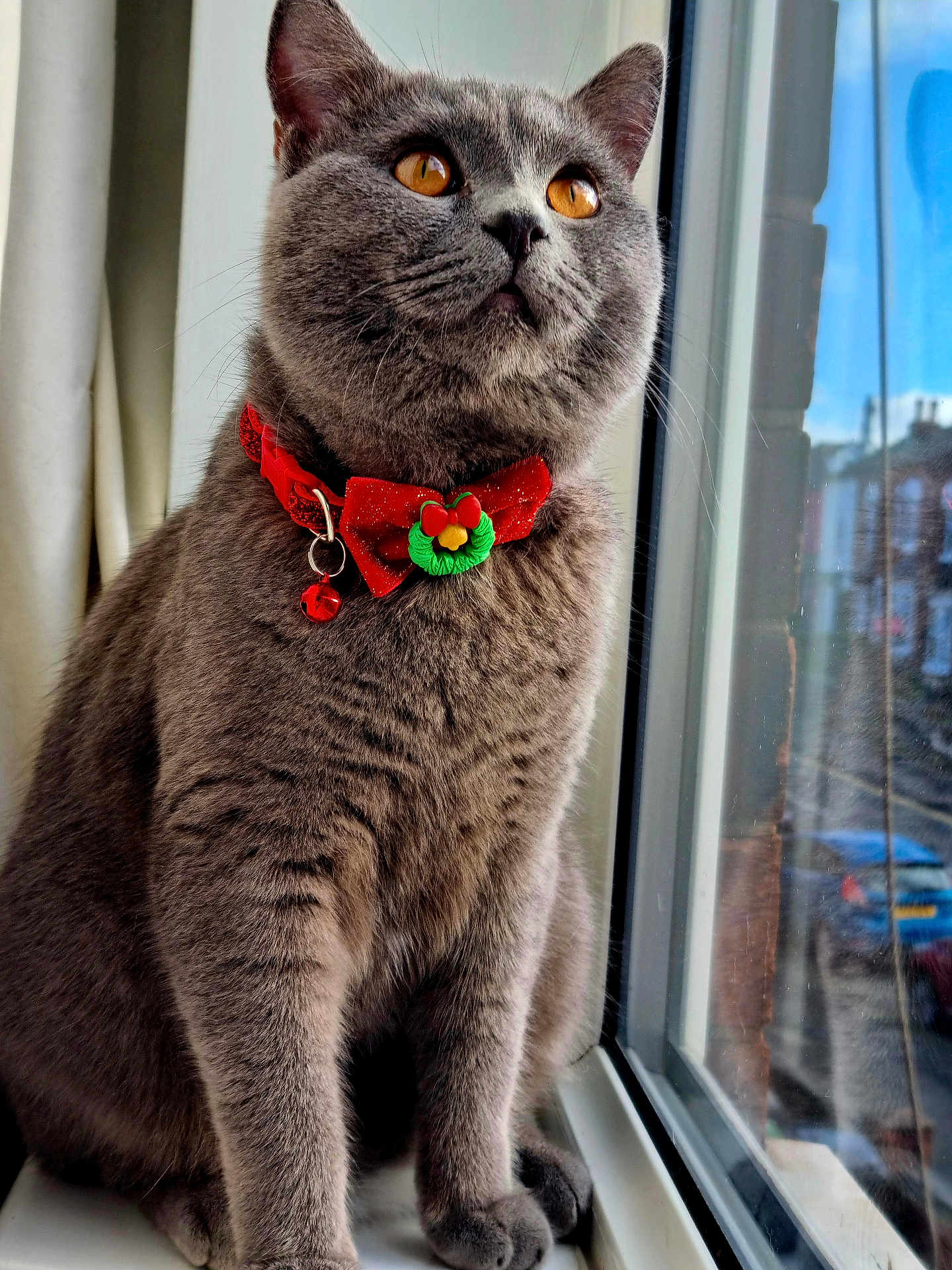 Max is registered to the contest to win money with this photo: cat, gray_cat, amber_eyes, bowtie, collar, bell, window, windowsill, reflection, indoor, pet, feline, closeup, portrait, animal, domestic_cat, fur, whiskers, sitting, curious