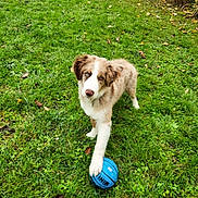 Balto participe au concours pour gagner de l'argent avec cette photo : dog, puppy, blue_ball, grass, outdoor, pet, animal, playful, greenery, paw, autumn_leaves, yard, fence, collar, cute, young_dog, nature, fur, toy, looking_up