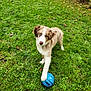 dog, puppy, blue_ball, grass, outdoor, pet, animal, playful, greenery, paw, autumn_leaves, yard, fence, collar, cute, young_dog, nature, fur, toy, looking_up