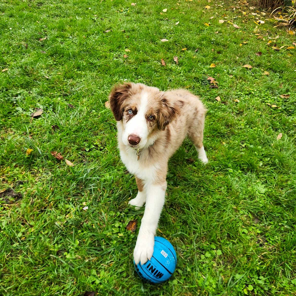 Balto participe au concours pour gagner de l'argent avec cette photo : animal, autumn_leaves, blue_ball, collar, cute, dog, fence, fur, grass, greenery, looking_up, nature, outdoor, paw, pet, playful, puppy, toy, yard, young_dog