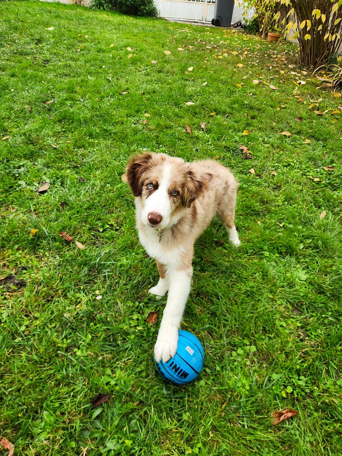 Balto participe au concours pour gagner de l'argent avec cette photo : dog, puppy, blue_ball, grass, outdoor, pet, animal, playful, greenery, paw, autumn_leaves, yard, fence, collar, cute, young_dog, nature, fur, toy, looking_up