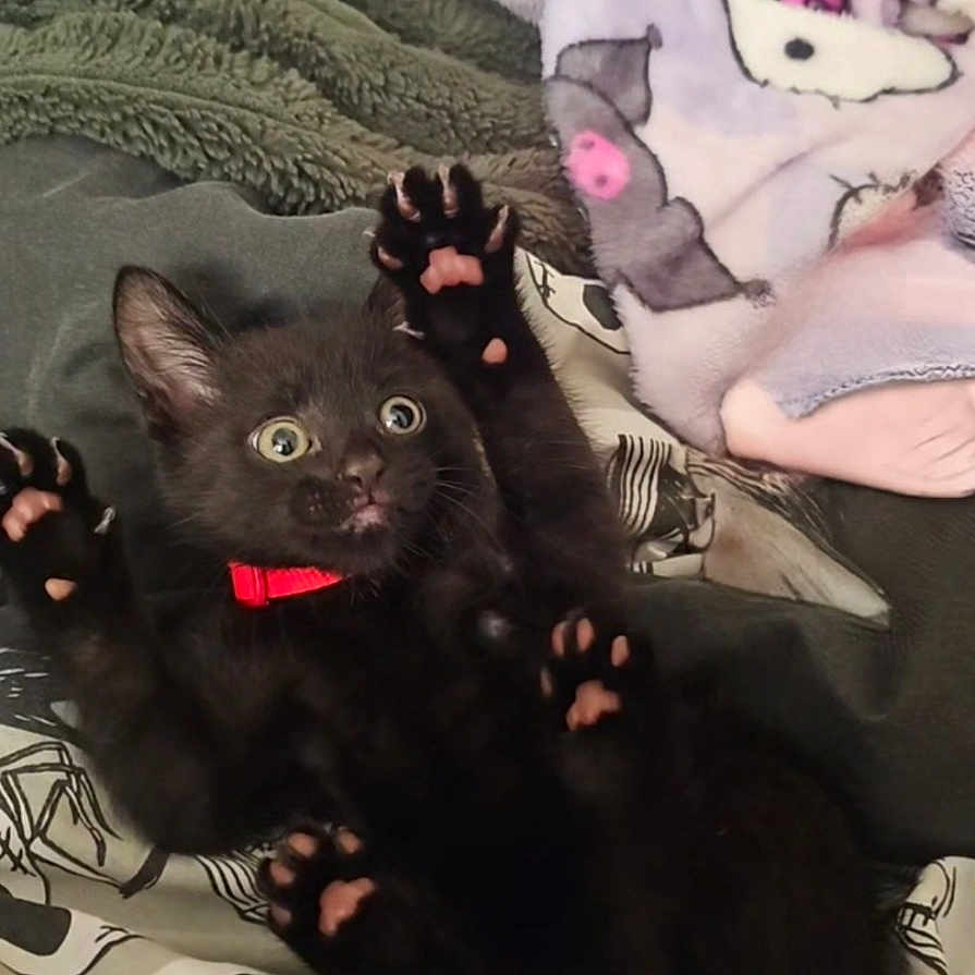 Onyx joined the competition — help win amazing prizes! animal, bed, black_cat, blanket, claws, cozy, cute, fur, indoor, kitten, lying_down, paw_pads, pet, playful, red_collar, resting, sleeping_area, soft_texture, wide_eyes, young_cat