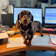 Natty participe au concours pour gagner de l'argent avec cette photo : dog, dachshund, pet, office, desk, computer, monitor, paper, workstation, indoor, brown_dog, collar, tag, curious, closeup, blurred_background, animal, canine, workspace, cute