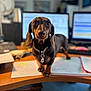 dog, dachshund, pet, office, desk, computer, monitor, paper, workstation, indoor, brown_dog, collar, tag, curious, closeup, blurred_background, animal, canine, workspace, cute