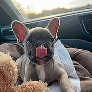 Navie joined the competition — help win amazing prizes! animal, blanket, car_interior, cozy, cute, dog, ears, french_bulldog, fur, indoors, pet, playing, puppy, resting, seat, soft_light, teddy_bear, tongue_out, window, young_dog