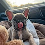 animal, blanket, car_interior, cozy, cute, dog, ears, french_bulldog, fur, indoors, pet, playing, puppy, resting, seat, soft_light, teddy_bear, tongue_out, window, young_dog