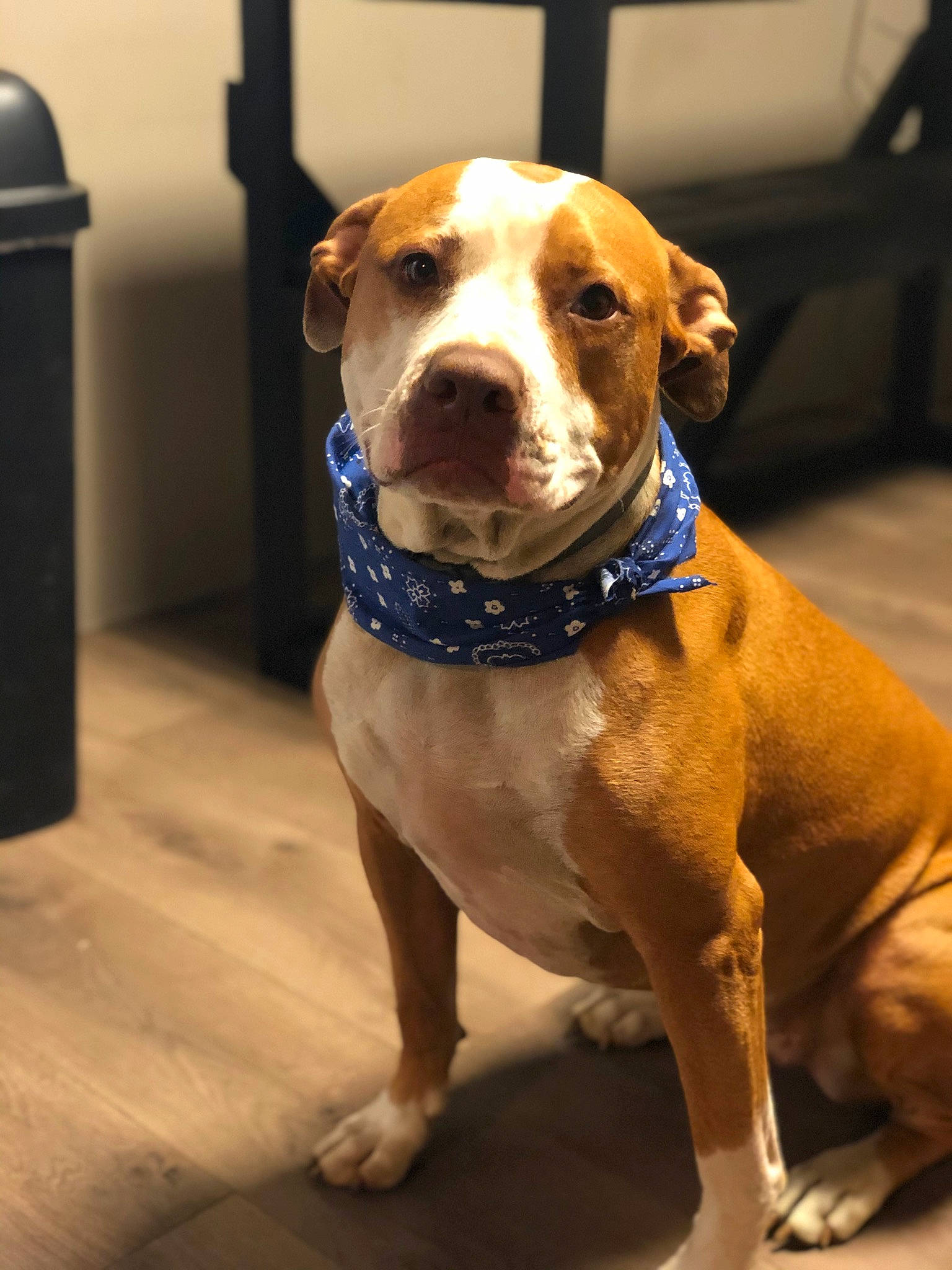 Kiah joined the competition — help win amazing prizes! american_bulldog, american_pit_bull_terrier, american_staffordshire_terrier, canidae, carnivore, catahoula_bulldog, companion_dog, dog, dog_breed, dog_collar, fawn, mammal, non_sporting_group, olde_english_bulldogge, pit_bull, rare_breed_dog, snout, sporting_group, staffordshire_bull_terrier, vertebrate