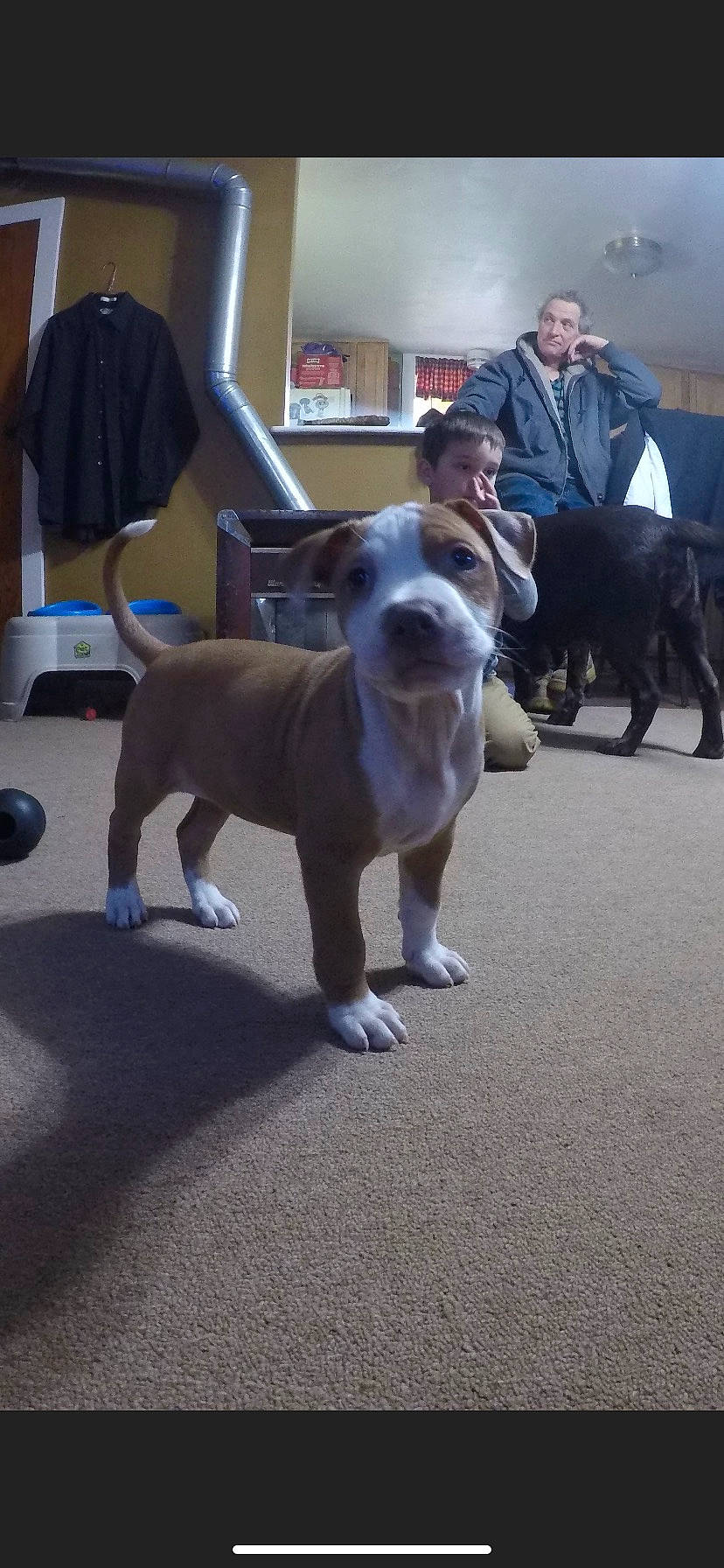 Kiah is registered to the contest to win money with this photo: american_bulldog, american_pit_bull_terrier, american_staffordshire_terrier, ancient_dog_breeds, bull_and_terrier, bulldog, canidae, carnivore, companion_dog, conformation_show, dog, dog_breed, fawn, kennel_club, mammal, non_sporting_group, pit_bull, snout, staffordshire_bull_terrier, vertebrate