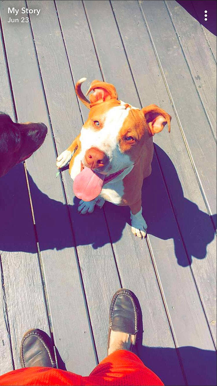 Kiah joined the competition — help win amazing prizes! american_pit_bull_terrier, american_staffordshire_terrier, canidae, carnivore, companion_dog, dog, dog_breed, ear, fawn, mammal, non_sporting_group, nose, pit_bull, snout, staffordshire_bull_terrier, terrier