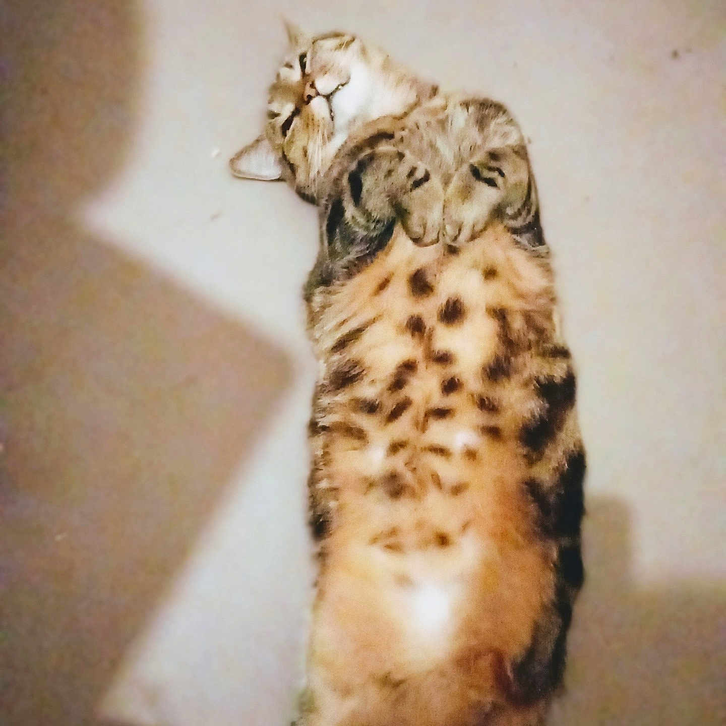 Canaille Et Jo a rejoint le concours — aidez-le/la à gagner de superbes lots ! animal, calm, cat, cozy, cute, domestic_animal, feline, fur, indoor, lying_down, mammal, paws, pet, relaxed, resting, sleepy, soft, spotted, tabby, whiskers