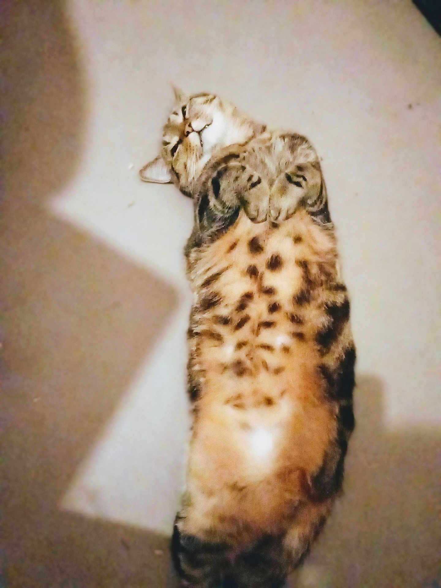 Canaille Et Jo a rejoint le concours — aidez-le/la à gagner de superbes lots ! cat, feline, pet, lying_down, spotted, fur, relaxed, cute, animal, indoor, cozy, whiskers, tabby, sleepy, paws, mammal, domestic_animal, resting, soft, calm