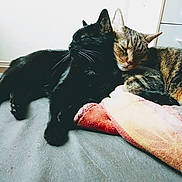 Canaille Et Jo participe au concours pour gagner de l'argent avec cette photo : black_cat, tabby_cat, cats, sleeping, cozy, blanket, bed, indoor, pets, whiskers, fur, relaxing, close_up, animal, companionship, cute, resting, friendship, domestic, adorable