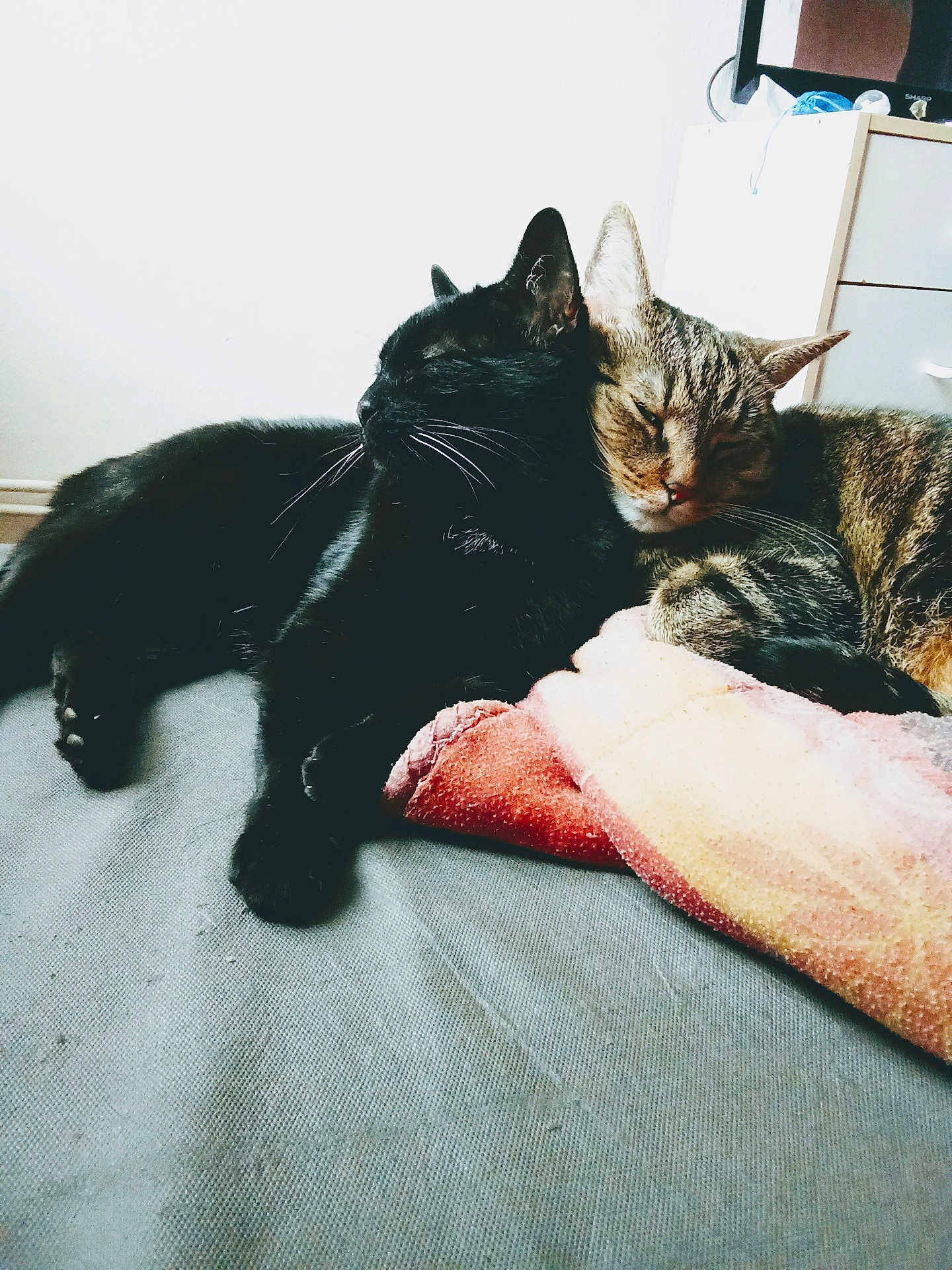 Canaille Et Jo participe au concours pour gagner de l'argent avec cette photo : black_cat, tabby_cat, cats, sleeping, cozy, blanket, bed, indoor, pets, whiskers, fur, relaxing, close_up, animal, companionship, cute, resting, friendship, domestic, adorable