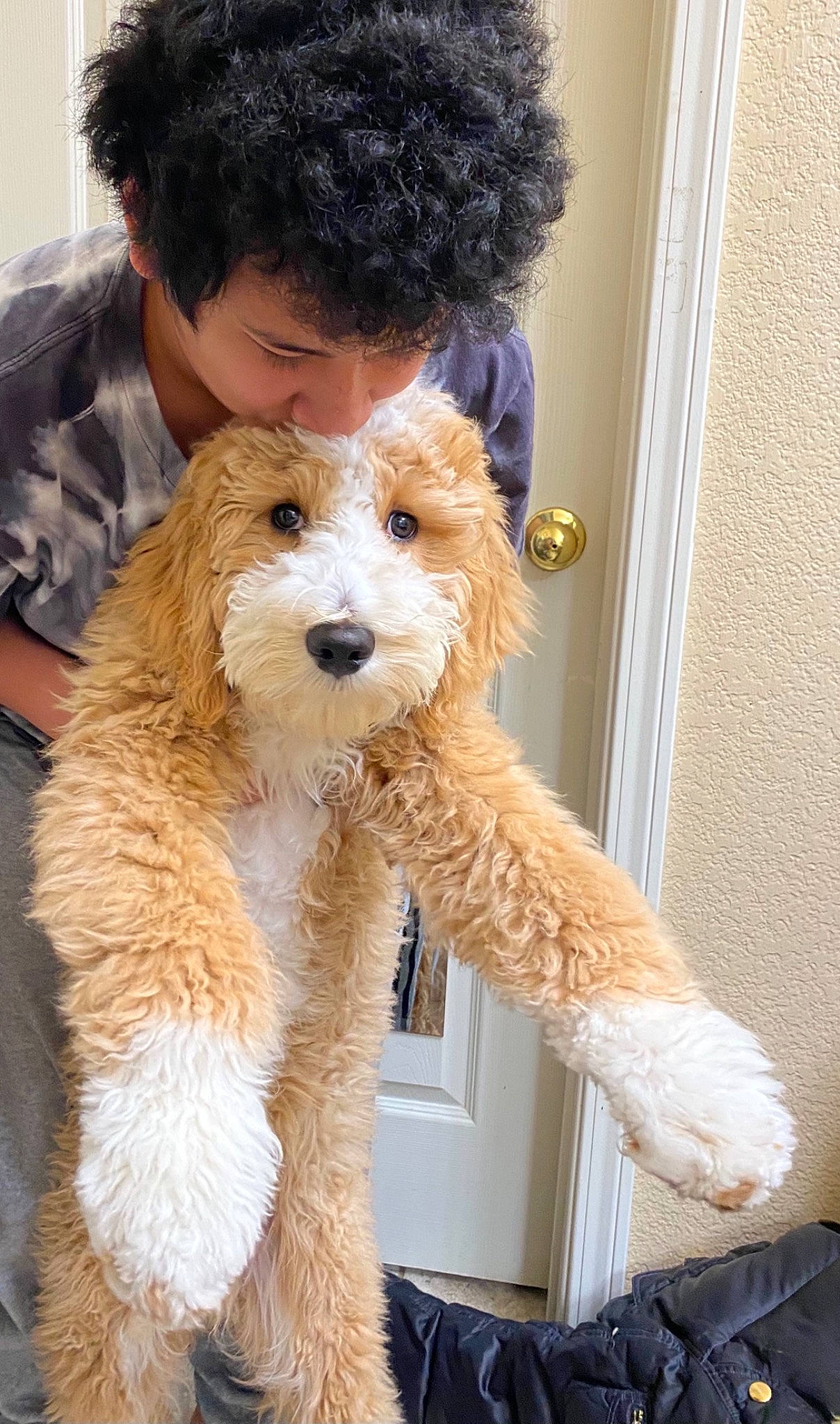 Tahoe Blu joined the competition — help win amazing prizes! canidae, carnivore, companion_dog, dog, dog_breed, dog_collar, door, fawn, fur, hat, maltepoo, poodle, puppy_love, small_terrier, snout, sporting_group, sunglasses, terrier, toy_dog, wire_hair_fox_terrier