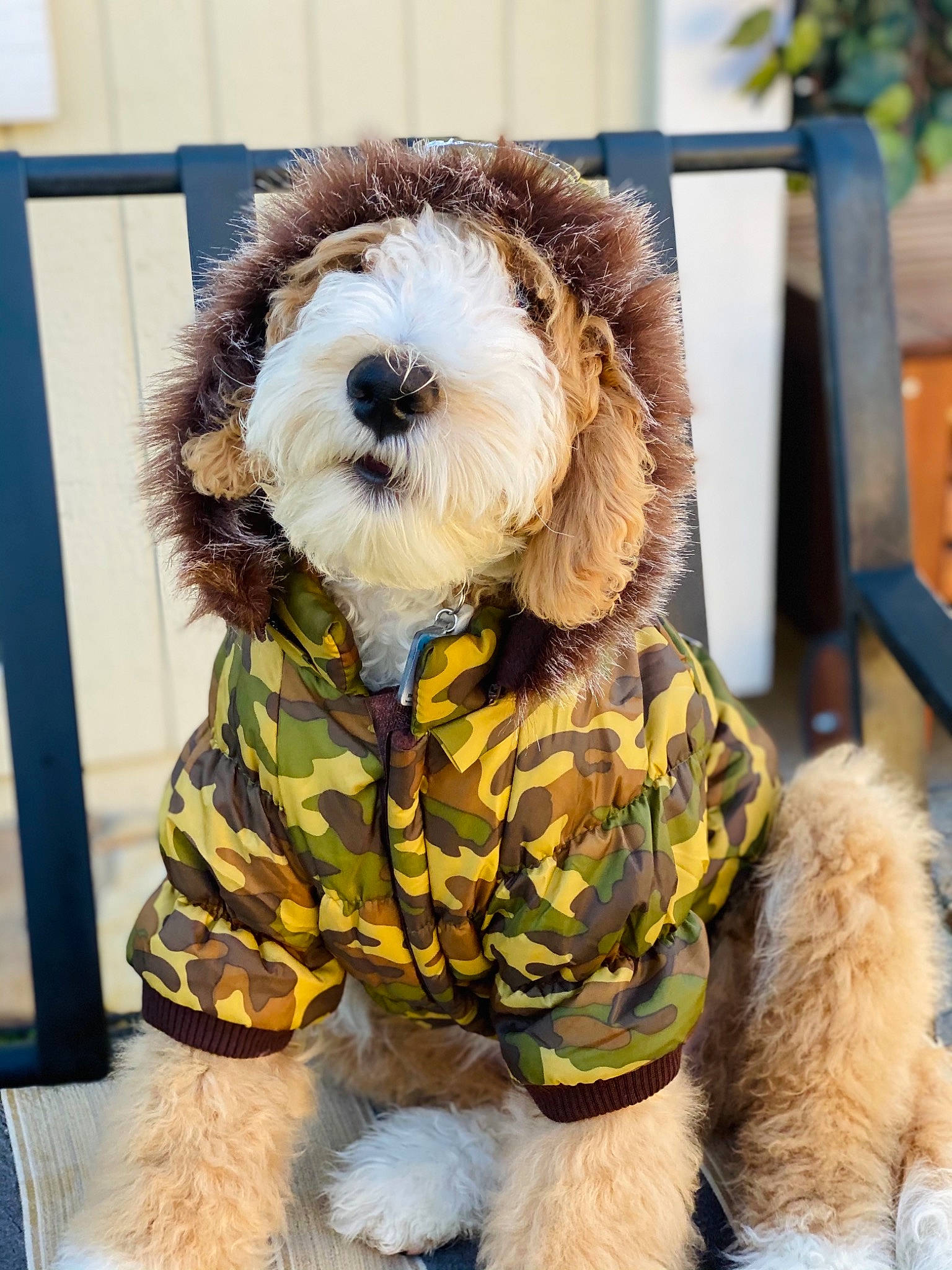 Tahoe Blu joined the competition — help win amazing prizes! canidae, carnivore, collar, companion_dog, dog, dog_breed, dog_clothes, dog_collar, dog_supply, fur, natural_material, pet_supply, snout, sporting_group, stuffed_toy, terrier, textile, toy_dog, vertebrate, working_animal