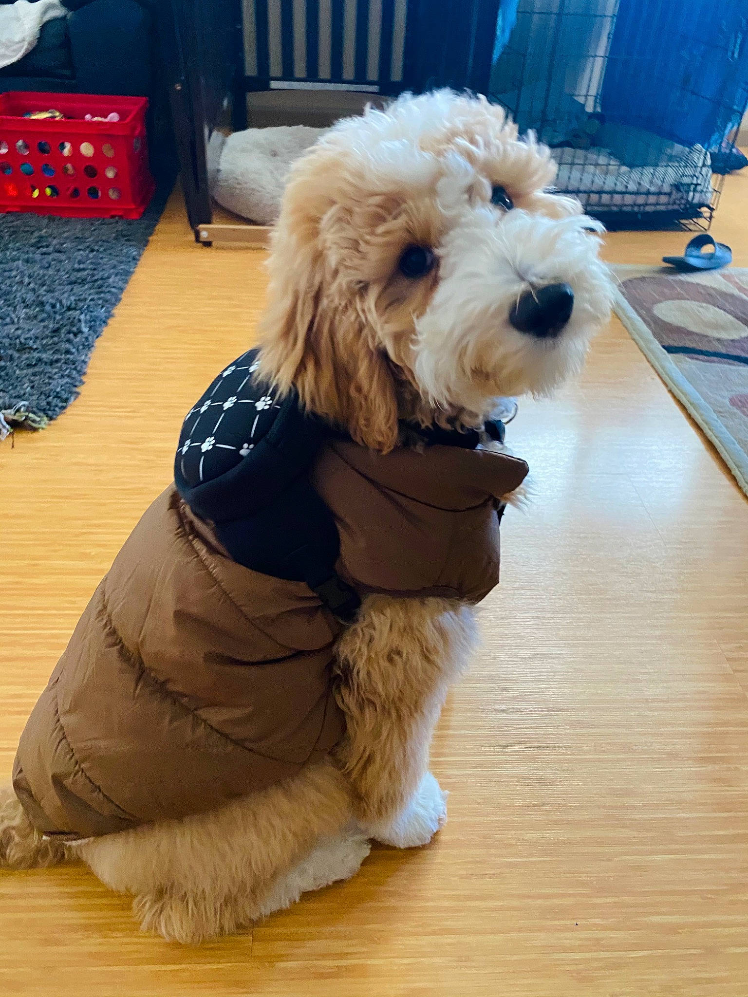 Tahoe Blu is registered to the contest to win money with this photo: blue, carnivore, companion_dog, dog, dog_breed, dog_clothes, dog_collar, dog_supply, floor, flooring, glasses, hardwood, pet_supply, small_terrier, snout, sporting_group, terrier, toy_dog, wood, working_animal