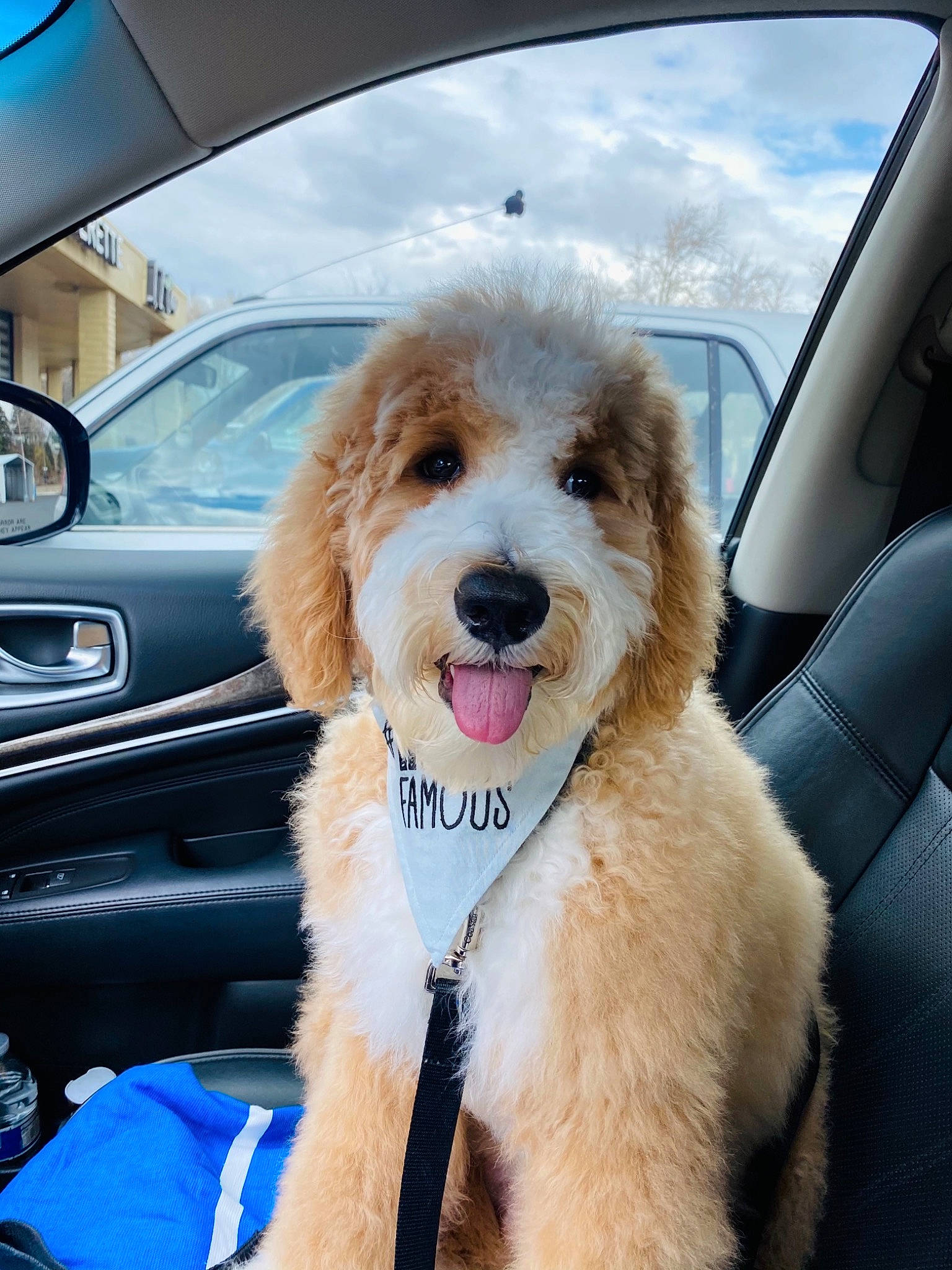 Tahoe Blu joined the competition — help win amazing prizes! automotive_exterior, automotive_mirror, car, car_seat, carnivore, cloud, collar, companion_dog, dog, dog_breed, dog_collar, eyewear, hood, motor_vehicle, sky, snout, steering_wheel, street_fashion, vehicle, vehicle_door