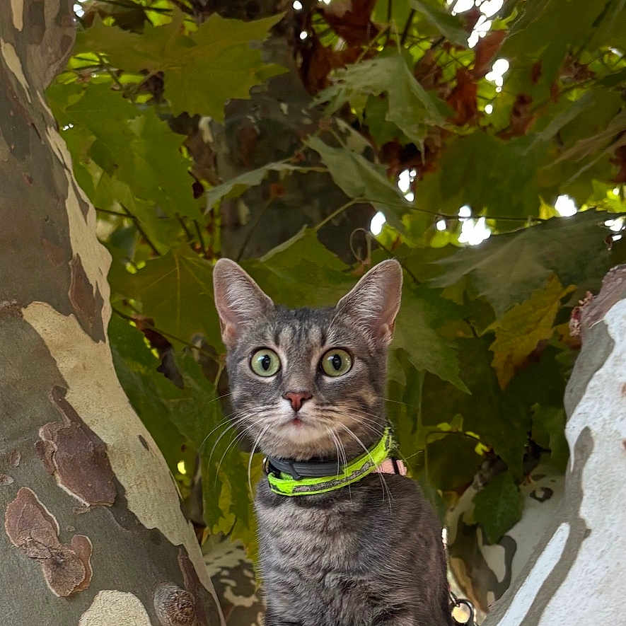 Azura a rejoint le concours — aidez-le/la à gagner de superbes lots ! cat, gray_cat, animal, pet, feline, sitting, tree, tree_trunk, branches, leaves, foliage, outdoor, nature, portrait, collar, green_collar, wide_eyed, looking_at_camera, camouflage_bark, vertical_photo