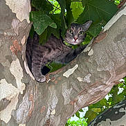 Azura participe au concours pour gagner de l'argent avec cette photo : cat, feline, gray_cat, tree, tree_branch, leaves, foliage, outdoor, nature, animal, pet, whiskers, green_eyes, portrait, perched, climbing, camouflage, bark, woodland, curious