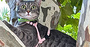 Azura participe au concours pour gagner de l'argent avec cette photo : cat, gray_cat, animal, pet, feline, green_eyes, whiskers, ears, harness, leash, pink_accessories, tree, eucalyptus, bark, outdoor, nature, foliage, portrait, sitting, alert