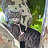cat, gray_cat, animal, pet, feline, green_eyes, whiskers, ears, harness, leash, pink_accessories, tree, eucalyptus, bark, outdoor, nature, foliage, portrait, sitting, alert