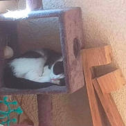 Ioky participe au concours pour gagner de l'argent avec cette photo : cat, sleeping, cat_tree, cubby, black_and_white, indoor, wooden_planks, netting, furniture, cozy, pet, animal, resting, fur, domestic, household, soft_light, quiet, cute, relaxing