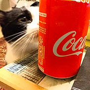 Ioky participe au concours pour gagner de l'argent avec cette photo : background, beverage, black_and_white, cat, close_up, coca_cola_can, curious, domestic_animal, feline, household, indoor, metal_can, pattern, pet, red, sniffing, surface, table, whiskers, wood