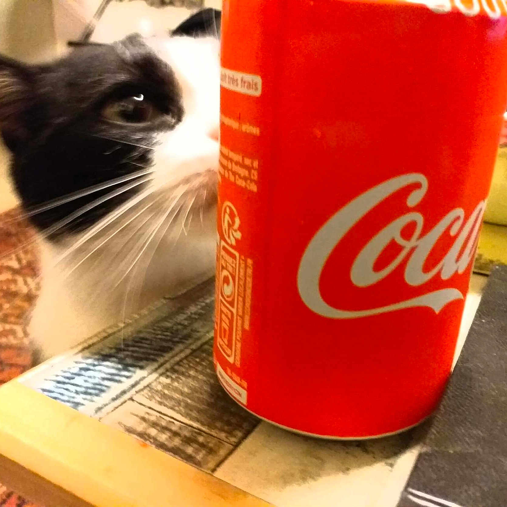 Ioky participe au concours pour gagner de l'argent avec cette photo : background, beverage, black_and_white, cat, close_up, coca_cola_can, curious, domestic_animal, feline, household, indoor, metal_can, pattern, pet, red, sniffing, surface, table, whiskers, wood