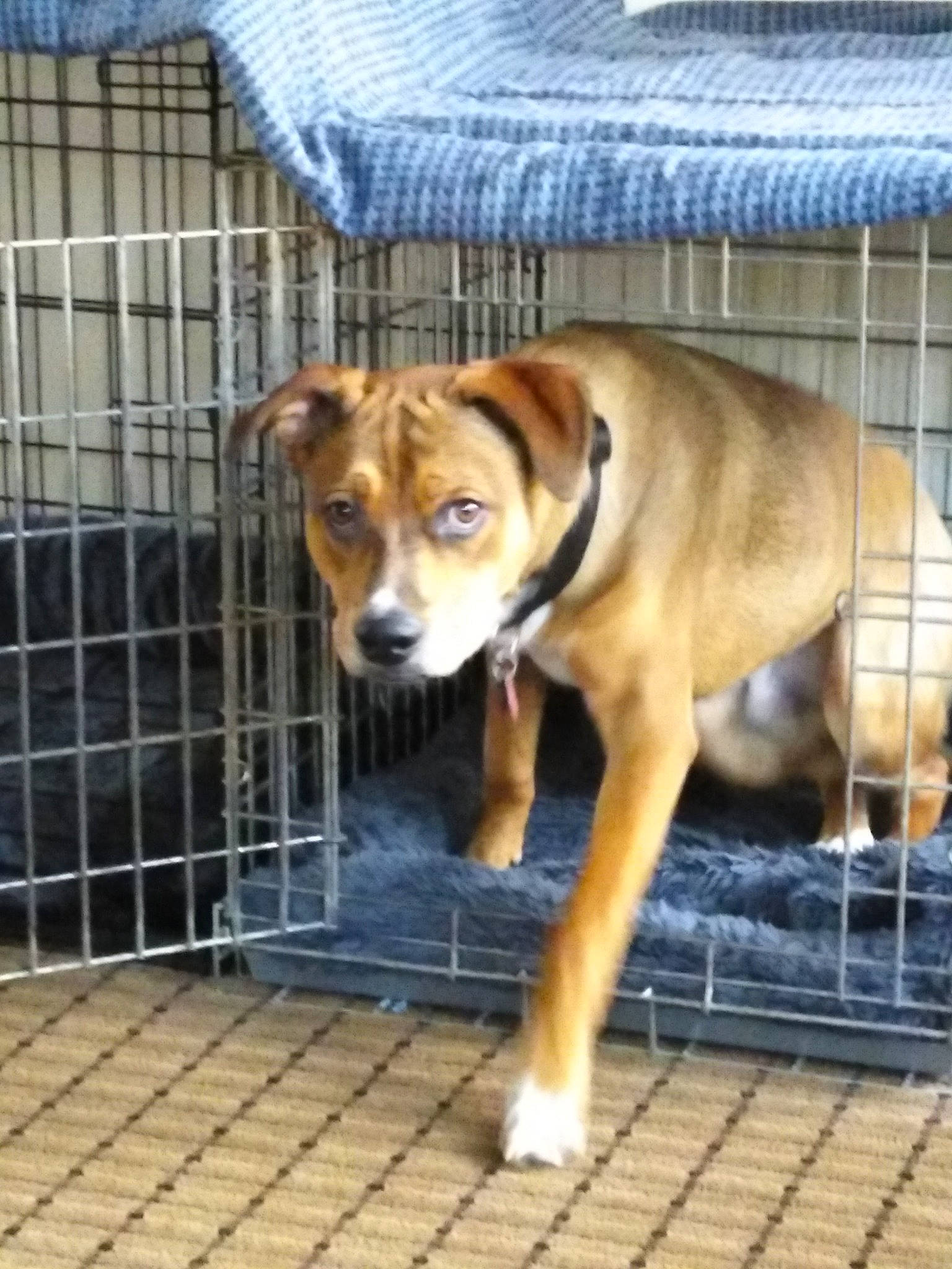 Prince Taco joined the competition — help win amazing prizes! animal_shelter, ball, canidae, carnivore, collar, companion_dog, dog, dog_breed, dog_supply, fawn, fence, football, kennel, mesh, pet_supply, service, snout, sporting_group, wire_fencing, working_animal