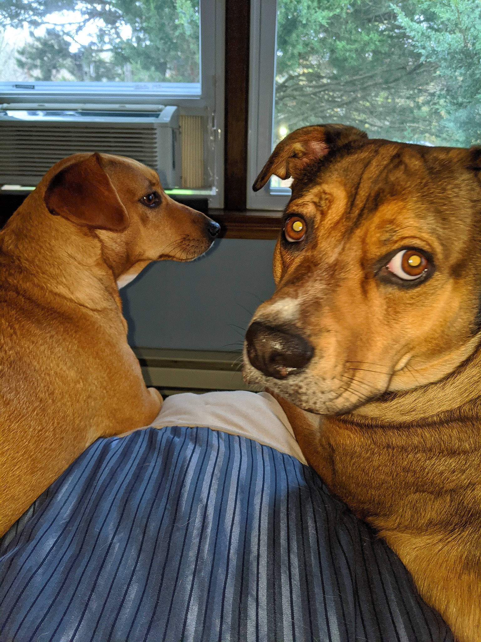 Prince Taco is registered to the contest to win money with this photo: canidae, carnivore, collar, comfort, companion_dog, couch, dog, dog_breed, dog_supply, fawn, fur, guard_dog, hound, mammal, snout, sporting_group, vertebrate, whiskers, window, working_animal