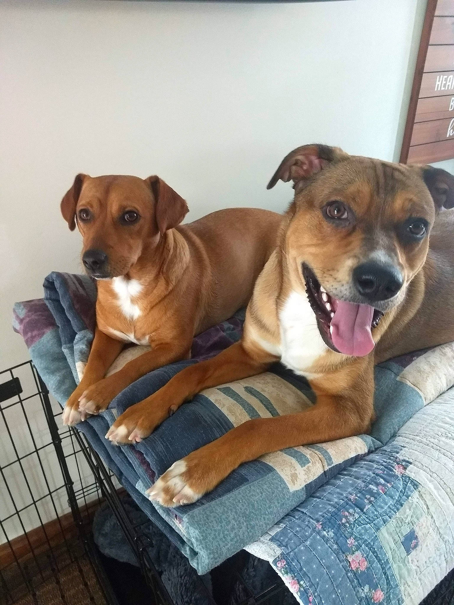 Sadie is registered to the contest to win money with this photo: ancient_dog_breeds, canidae, carnivore, collar, comfort, companion_dog, dog, dog_breed, dog_collar, dog_supply, fawn, hunting_dog, liver, pet_supply, snout, sporting_group, whiskers, working_animal