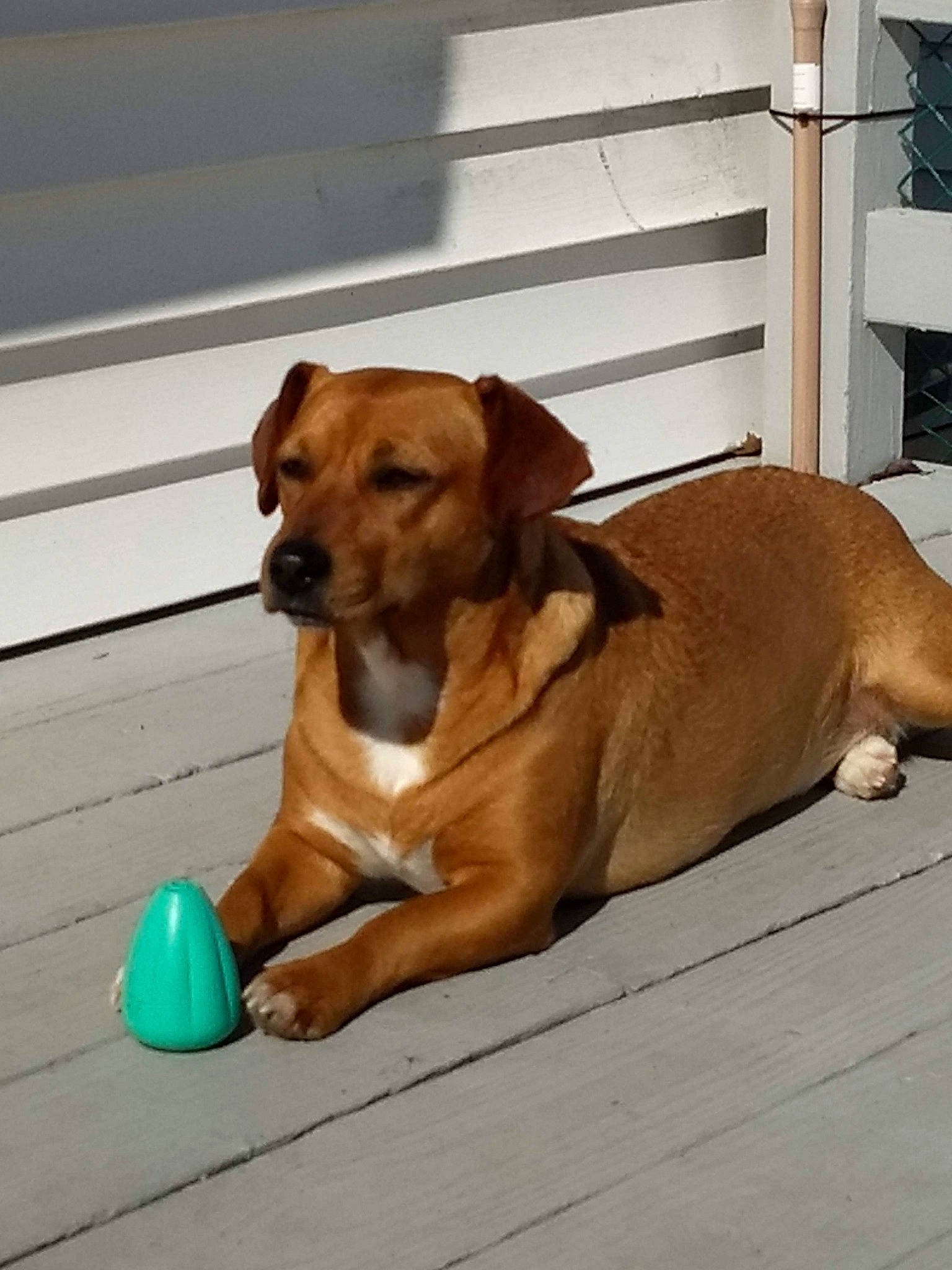 Sadie joined the competition — help win amazing prizes! canidae, carnivore, collar, companion_dog, dog, dog_breed, dog_collar, dog_supply, fawn, fence, hound, liver, paw, pet_supply, snout, sporting_group, street_dog, tail, wood, working_animal