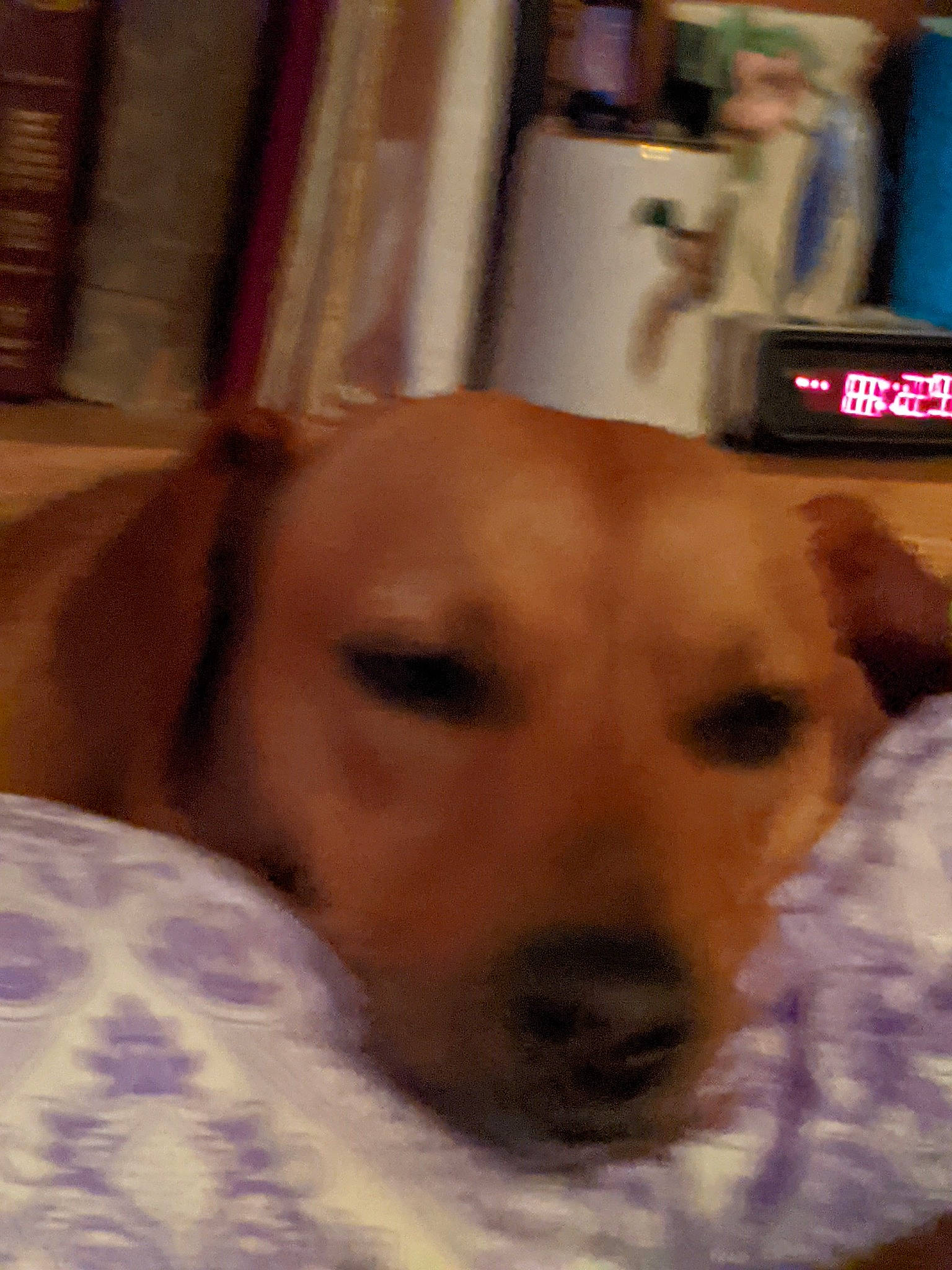 Sadie joined the competition — help win amazing prizes! canidae, carnivore, companion_dog, dog, dog_breed, dog_supply, fawn, flooring, fur, guard_dog, non_sporting_group, pet_supply, puppy_love, sporting_group, whiskers, working_animal