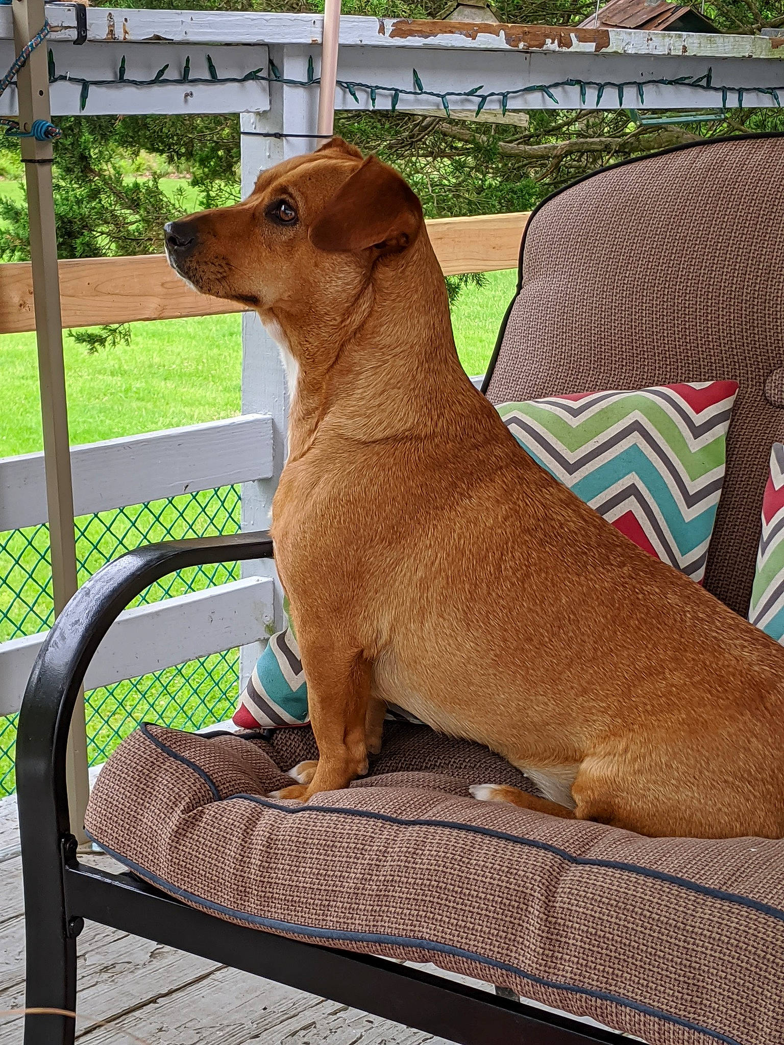 Sadie joined the competition — help win amazing prizes! carnivore, collar, comfort, companion_dog, dog, dog_breed, dog_collar, fawn, gun_dog, liver, outdoor_bench, outdoor_furniture, pet_supply, plant, snout, sporting_group, tail, whiskers, wood, working_animal