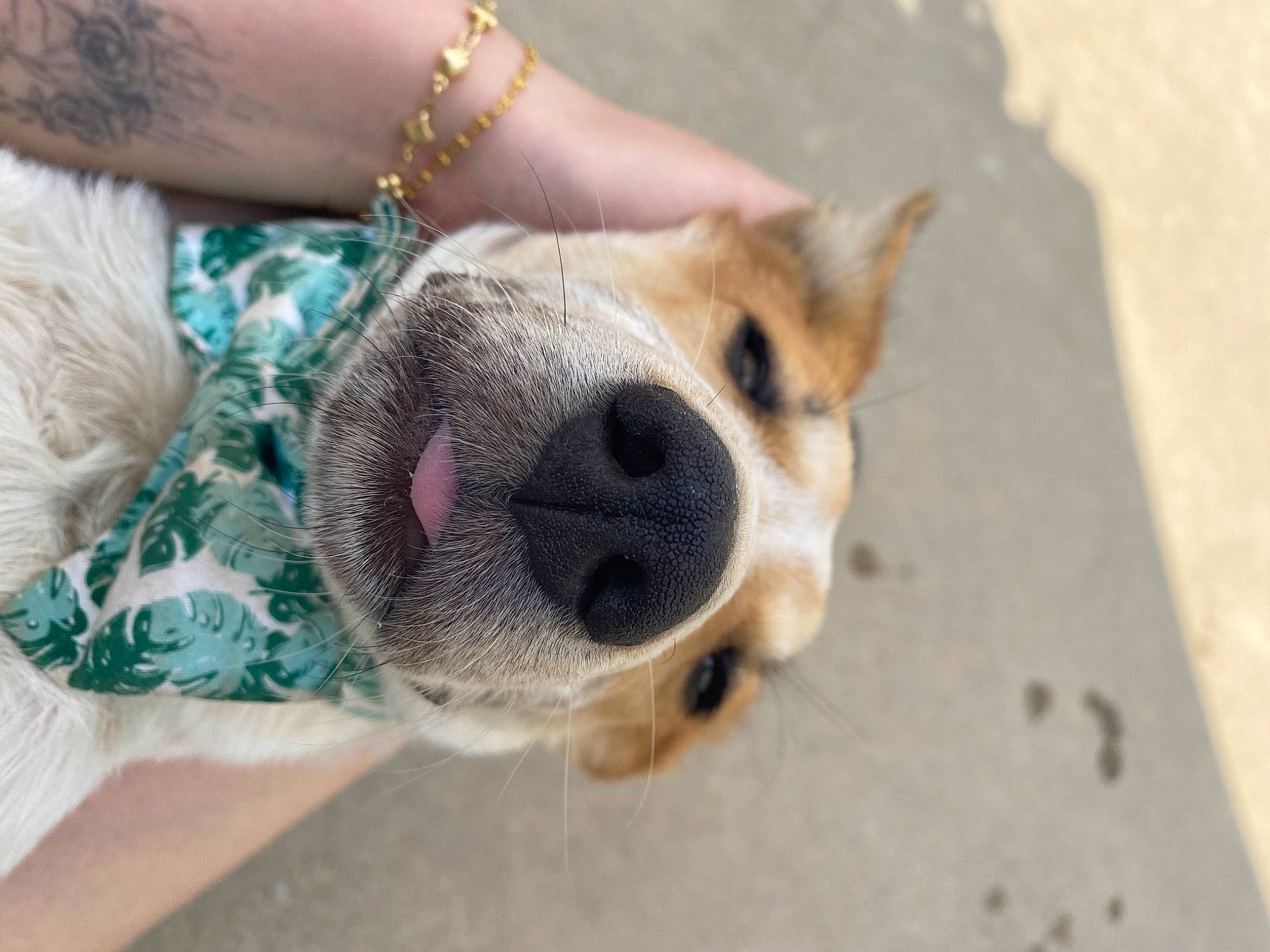 Butters is registered to the contest to win money with this photo: bracelet, canidae, carnivore, collar, companion_dog, dog, dog_breed, dog_collar, dog_supply, fashion_accessory, fawn, foot, fur, human_leg, jewellery, leash, nail, paw, sporting_group, whiskers