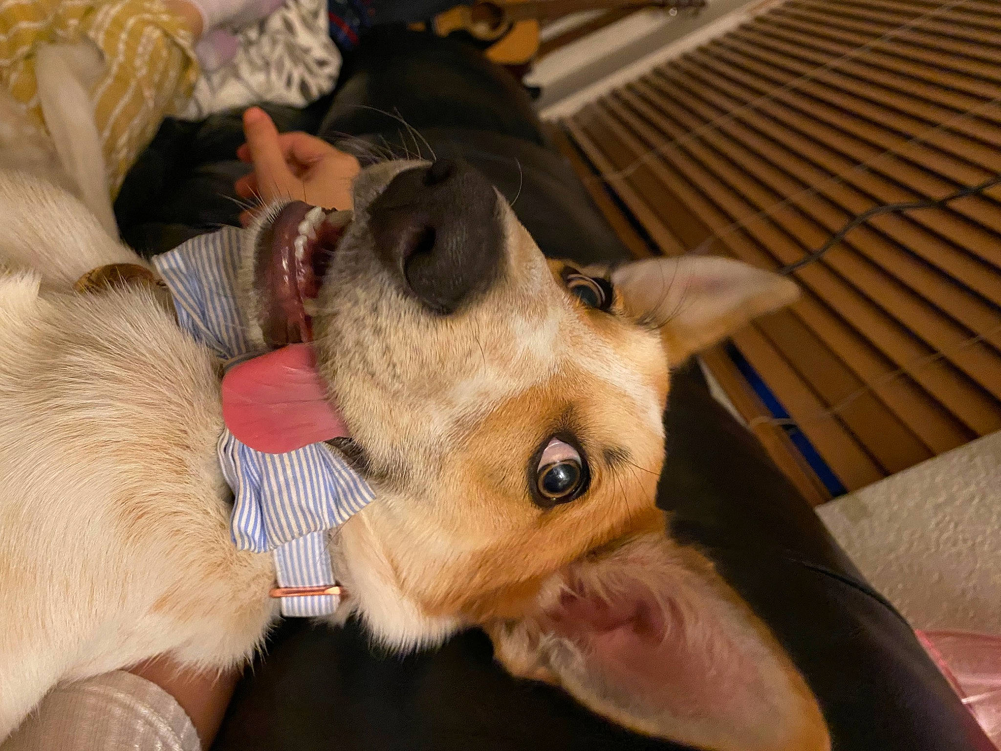 Butters is registered to the contest to win money with this photo: canidae, carnivore, collar, comfort, companion_dog, dog, dog_breed, ear, fawn, fur, guard_dog, non_sporting_group, paw, puppy, puppy_love, snout, sporting_group, toy_dog, whiskers, working_animal