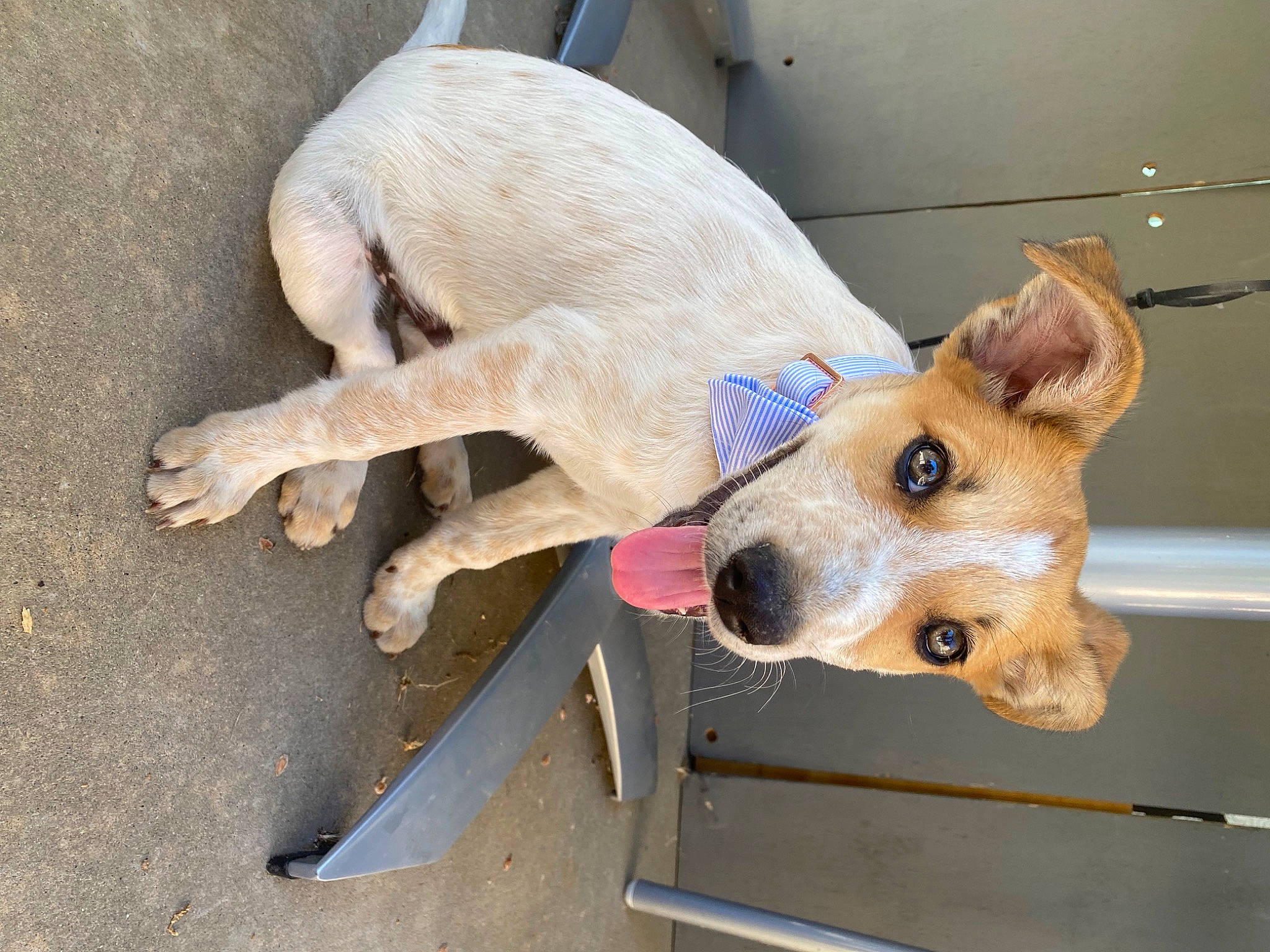 Butters joined the competition — help win amazing prizes! canidae, carnivore, collar, companion_dog, dog, dog_breed, dog_collar, dog_supply, fawn, fur, non_sporting_group, paw, pet_supply, snout, sporting_group, tail, terrestrial_animal, working_animal