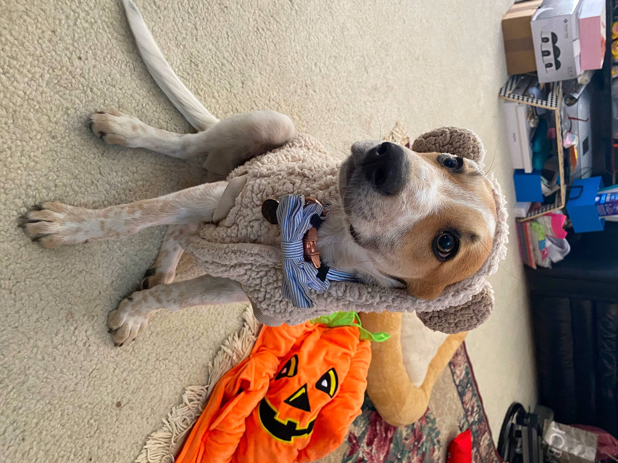 Butters joined the competition — help win amazing prizes! bag, canidae, carnivore, collar, companion_dog, dog, dog_breed, dog_clothes, dog_collar, dog_supply, eyewear, fashion_accessory, fawn, fur, leash, personal_protective_equipment, pet_supply, snout, sporting_group, working_animal