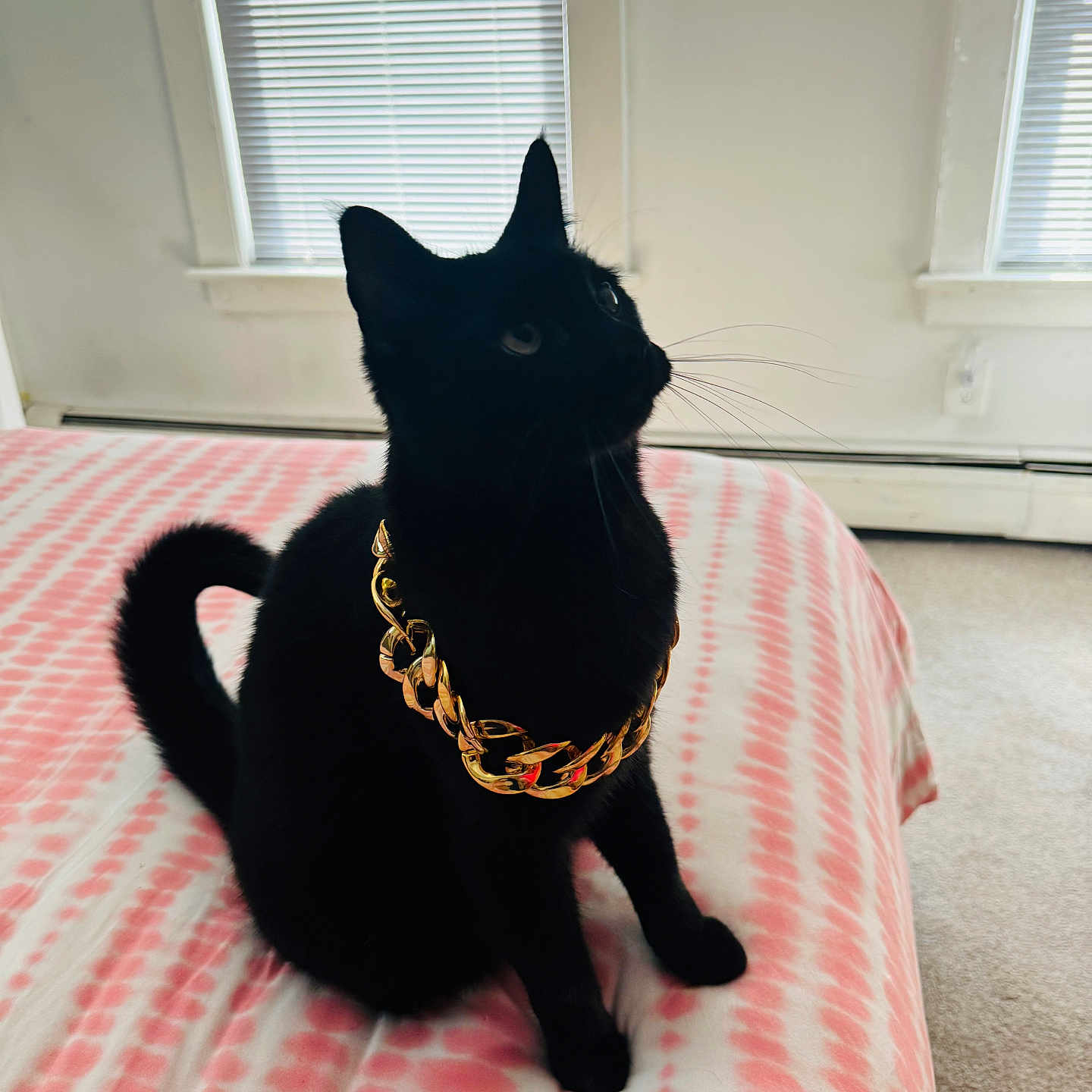 Coal Bug is registered to the contest to win money with this photo: accessories, animal, bed, bedroom, blackcat, cat, curtain, furniture, hardwood, homedecor, indoors, kitten, manx, pet, room, silhouette, strap, window, windowshade, wood