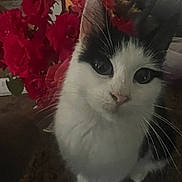 Sassy is registered to the contest to win money with this photo: animal, background, black_and_white, cat, close_up, cozy, curious, cute, domestic, flowers, fur, indoor, pet, plant, portrait, roses, sitting, soft_light, table, whiskers