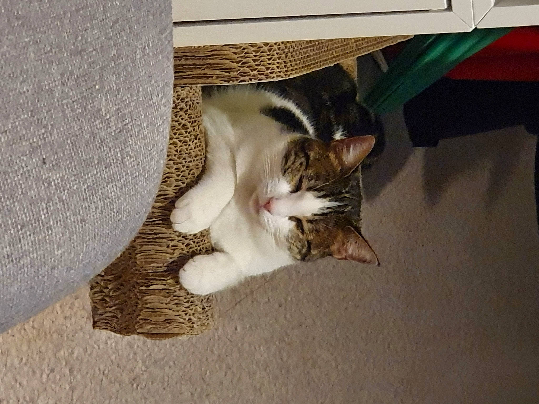 éclair participe au concours pour gagner de l'argent avec cette photo : box, cardboard, carnivore, cat, comfort, couch, domestic_short_haired_cat, fawn, felidae, floor, flooring, fur, grey, hardwood, paw, room, small_to_medium_sized_cats, tail, whiskers, wood