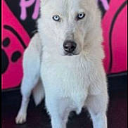 Koda is registered to the contest to win money with this photo: dog, white_dog, blue_eyes, standing, alert, animal, pet, fur, ears, snout, indoors, floor, paw_print, background_text, pink, black, portrait, looking, canine, vibrant